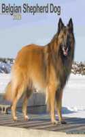 Belgian Shepherd Dog 2023 Wall Calendar