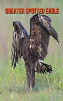 Greater Spotted Eagle