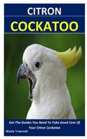 Citron Cockatoo: Get The Guides You Need To Take Good Care Of Your Citron Cockatoo