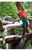 Cool Colorful Parrot in a Tree Tropical Bird Journal: 150 Page Lined Notebook/Diary