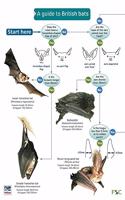 A Guide to British Bats