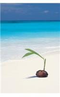 A Coconut Palm Seedling on the Beach Journal