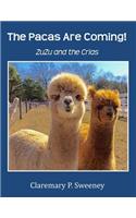 Pacas Are Coming!
