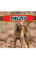 Dingoes: (Ferocious Fighting Animals)