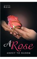 A Rose about to Bloom