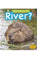 What Can Live in the River?