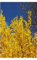 Journal Yellow Forsythia Bush Flowers: (Notebook, Diary, Blank Book)(Flower Photo Journals Notebooks Diaries)