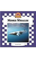 Minke Whales