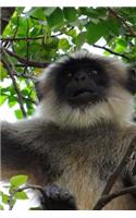 Say Hello to the Hanuman Langur Monkey Journal: 150 page lined notebook/diary