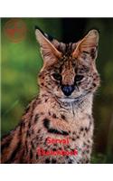Serval Sketchbook