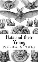 Bats and their Young