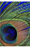 Peacock Feather Notebook