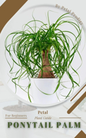 Ponytail Palm