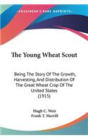 Young Wheat Scout