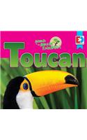 Animals of the Amazon Rainforest: Toucan