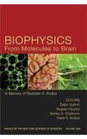 Biophysics From Molecules to Brain