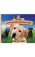 Lovely Labrador Retrievers