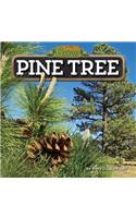 Pine Tree