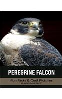 Peregrine Falcon: Fun Facts & Cool Pictures