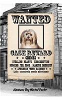 Havanese Dog Wanted Poster