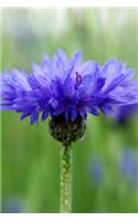 Bluish Purple - Blank Notebook