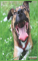 Excited Dogs Calendar 2022