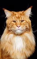 Maine Coon: Cat - Composition Book 150 pages 6 x 9 in. - Wide Ruled - Writing Notebook - Lined Paper - Soft Cover - Plain Journal