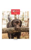 Labrador Retrievers