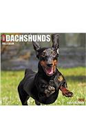 Just Dachshunds 2018 Calendar