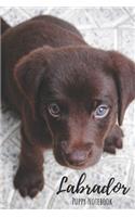 Labrador Puppy Notebook: Chocolate Labrador puppy notebook/Journal/ Idea book