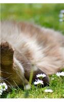 Cantankerous Cat Notebook