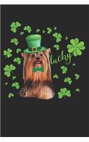 Lucky Yorkie Dog