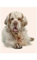 Clumber Spaniel
