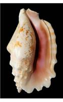 Beautiful Cream and Pink Knobbed Conch Seashell Journal
