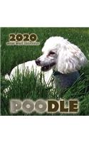 Poodle 2020 Mini Wall Calendar