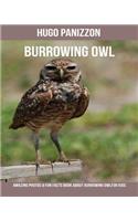 Burrowing Owl