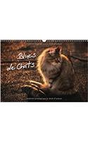 Blues de Chats 2017