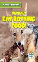 Jackals Eat Rotting Food!