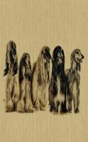 Afghan Hound