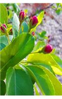 Flowering Tree Leaves Flower Buds Journal: (Notebook, Diary, Blank Book)