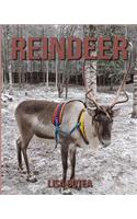 Reindeer