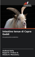 Intestino tenue di Capra Gaddi