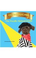 Introducing the Poodle Named Oodle