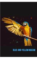 Blue-and-Yellow Macaw