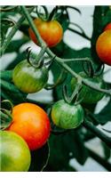 Heirloom Tomatoes