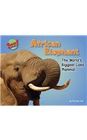African Elephant