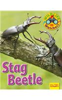 Stag Beetle: (Wildlife Watchers)