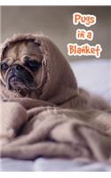 Pugs in a Blanket