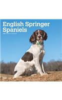 English Springer Spaniels International Edition 2020 Square Btuk