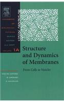 Structure and Dynamics of Membranes, 1
